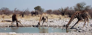 Jerapah Giraffes (Giraffa camelopardalis)