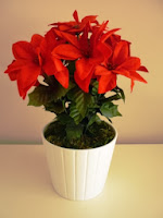  Poinsettia o flor de Pascua