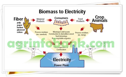 Agriculture minister visits Nishat Mills' biomass plant
