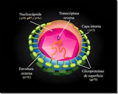 virus leucemia felina