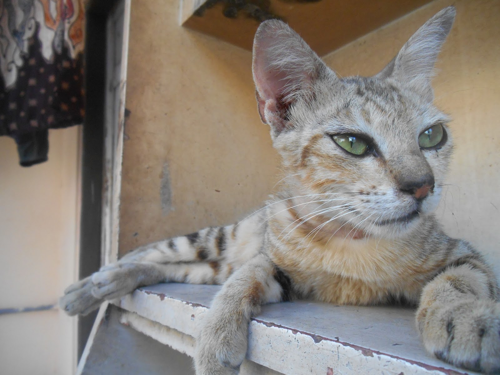 Kucing Keracunan Kasih Air Kelapa Hijau Goresan Pena Nena