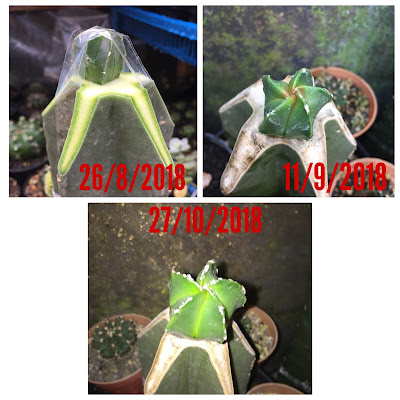 Pertumbuhan kaktus Astrophytum setelah grafting
