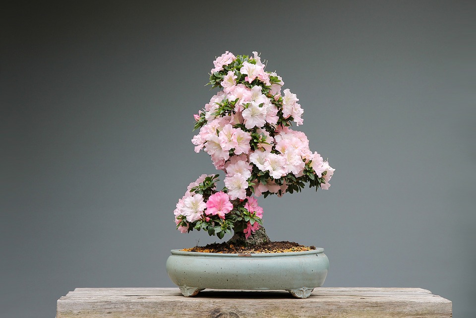Decorating with plants: Tips for decorating the house with bonsai