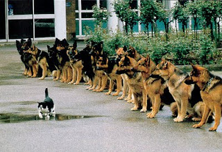 Dog Funny Picture