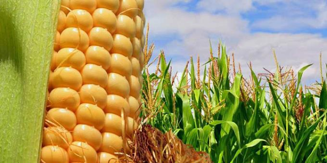 Precios de “Maiz, soya y granos” con alza histórica otra vez
