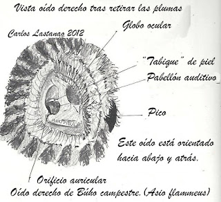 Resultado de imagen de buho oido y disco fascal