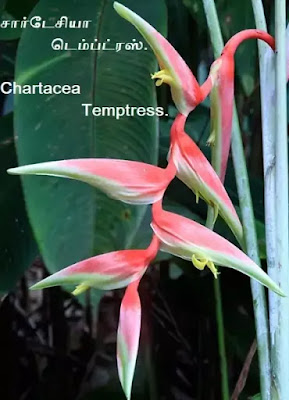 Chartacea Temptress