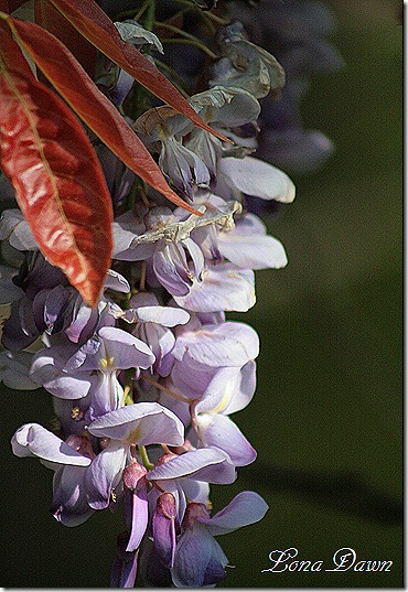 Wisteria_MorningSun2