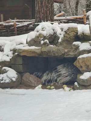 雪のヘラブルン動物園のヤマアラシ