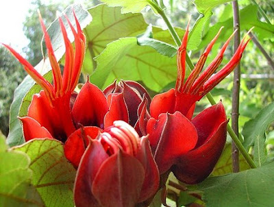 The Devil’s hand flower looks delvish as one of the unusual flowers in the world.
