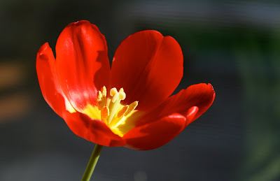 Red Tulips flower Background