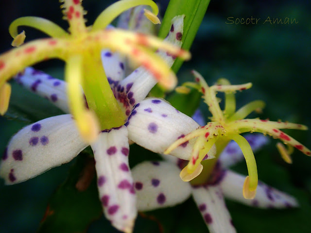 Tricyrtis affinis