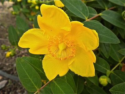 Ted S Coffeehouse 2 オトギリソウ属の花々 Flowers Of The Genus Hypericum