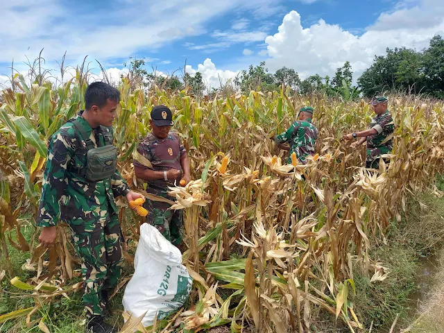 Mewujudkan Ketahanan Pangan, Kodim Pemalang Panen Jagung di Lahan Demplot