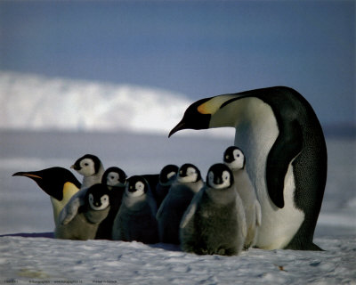 penguin photos