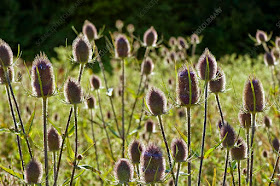 TEASELS