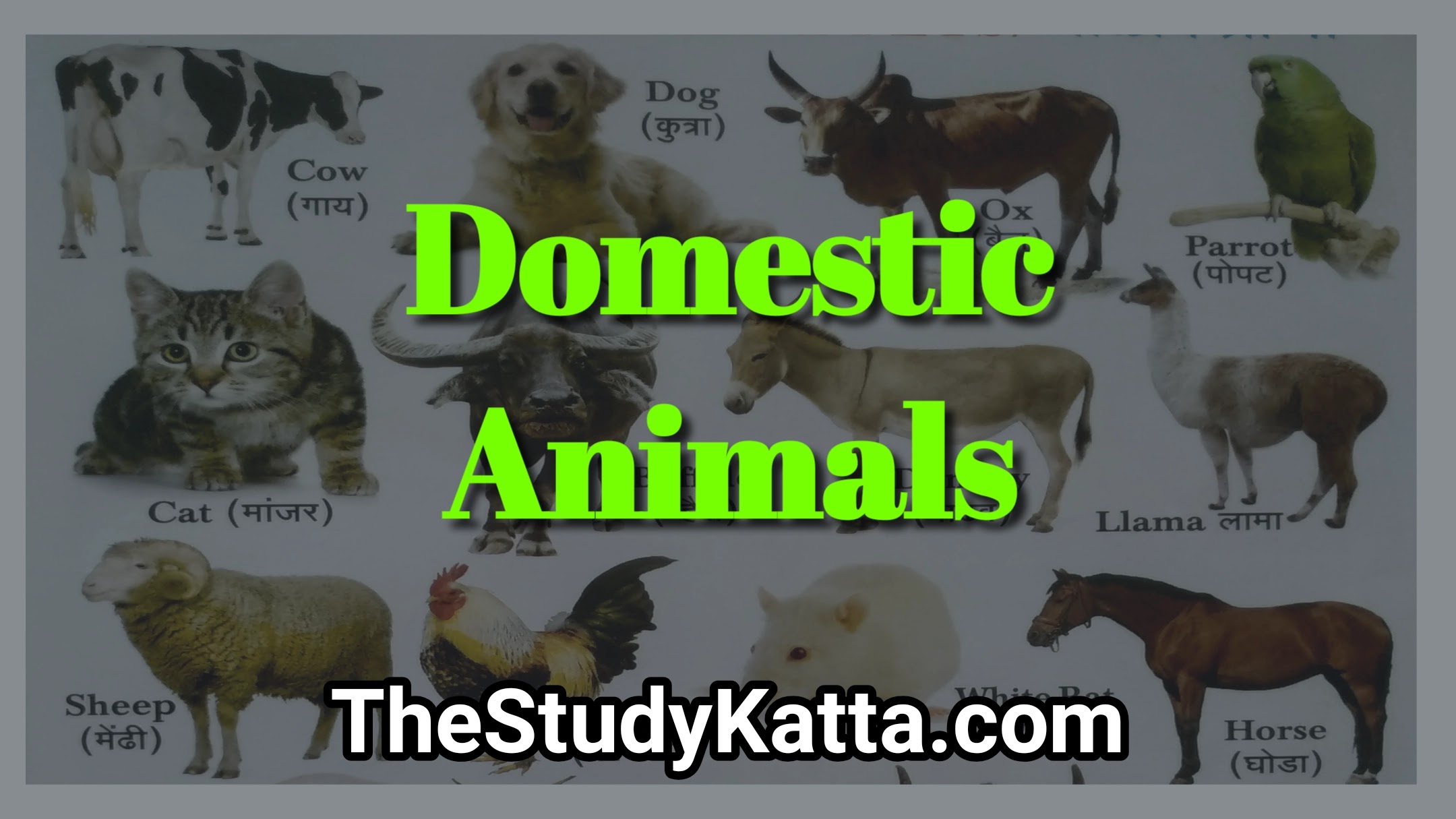 Domestic Animals in English and Marathi | पाळीव प्राणी नावे इंग्रजी व मराठी