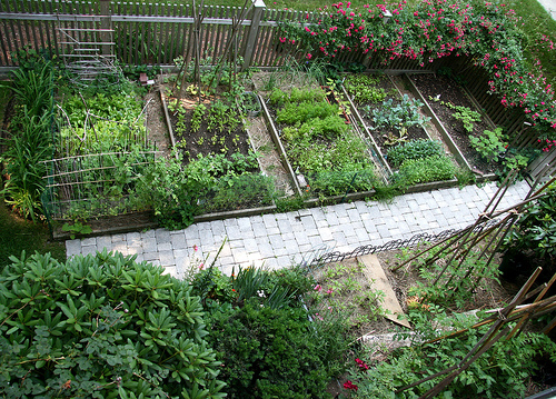 Vegetable Garden Design