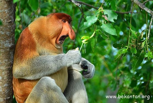 Menyelamatkan Monyet Belanda Bekantan  Di Kalimantan 