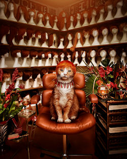 Gatito by Jonathan May | Haz clic para ampliar