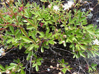 Potentille tridentée - Potentilla tridentata - Sibbaldiopsis tridentata