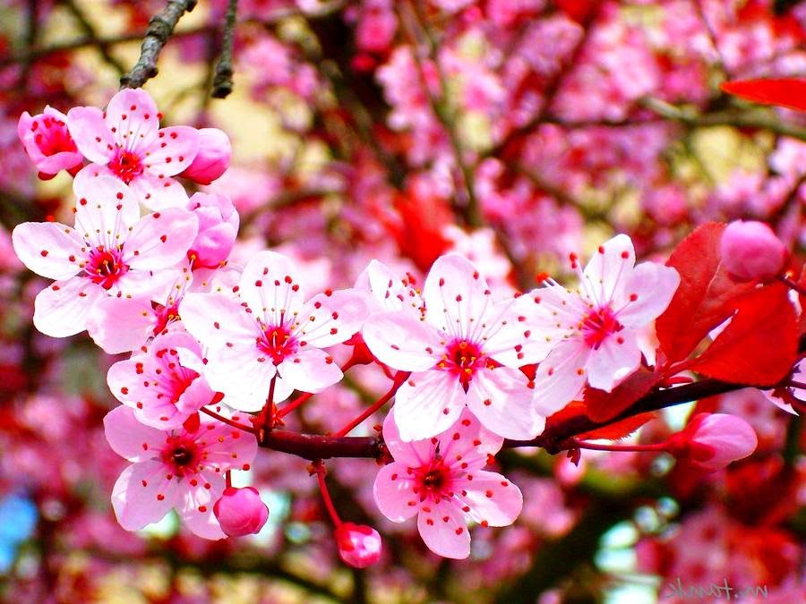 Gambar Wallpaper Bunga Sakura Jepang Cantik  Caption 