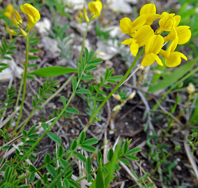 Hippocrépide ombelle (Hippocrepis comosa)