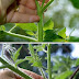 Dwarf Citrus Fruit Trees