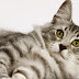 HD Cat Wallpaper Desktop Background