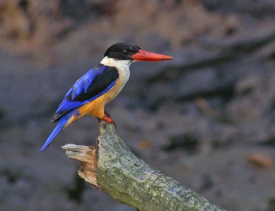 photos of variety kingfishers bird gallery