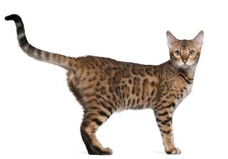 bengal cat
