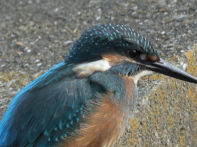 石垣に停まるカワセミ 等倍