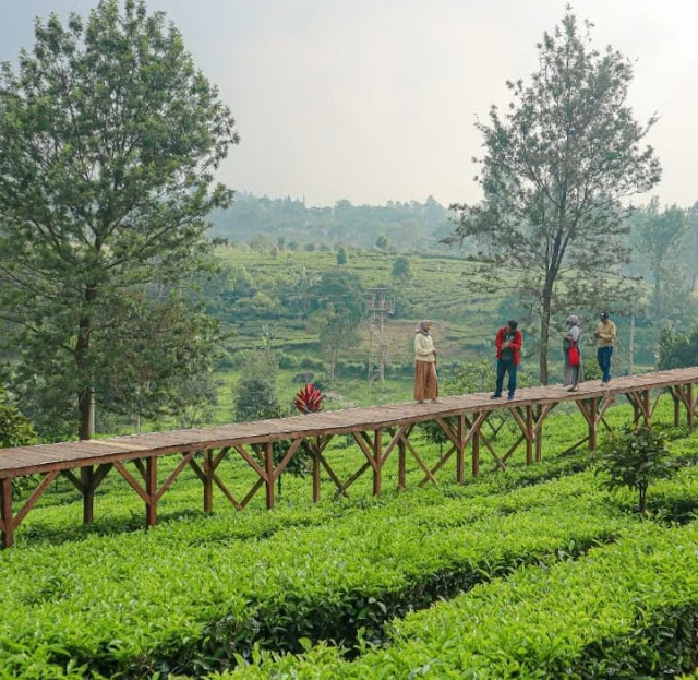 Tea Bridge Gunung Mas Puncak Lokasi