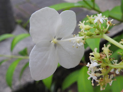 華八仙的不孕花