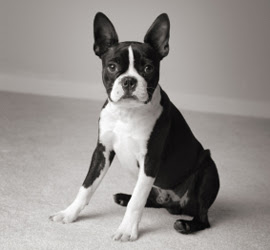 boston terrier