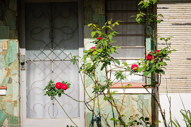 Rosas no jardim de uma casa
