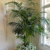 Planting according to feng shui to bring good luck to the home