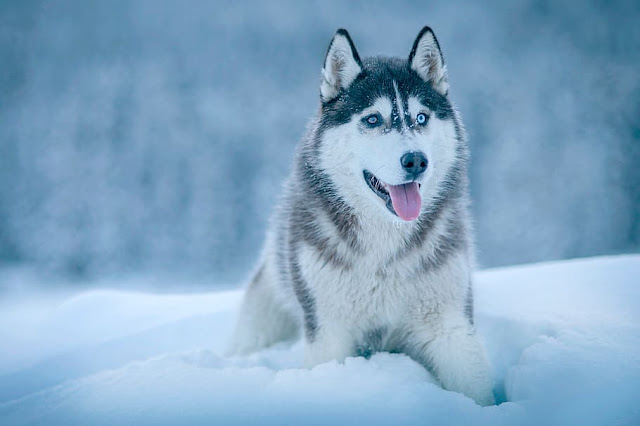 Best Dog Food for Siberian Huskies