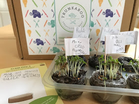 Trunkaroo activity box growing seeds