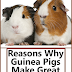 Reasons Why Guinea Pigs Make Great Pets