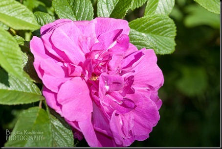 blom_20120612_rosarugosa