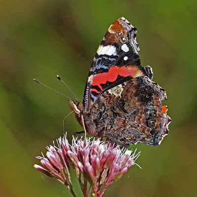 Red Admiral butterfly - Vanessa atalanta