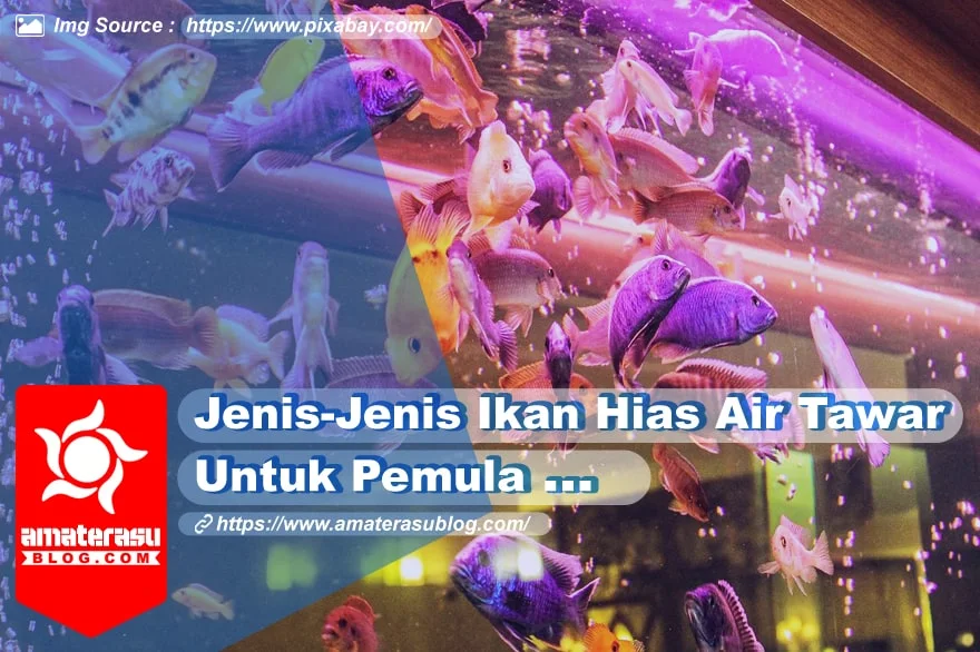 jenis-ikan-hias-air-tawar-untu-pemula