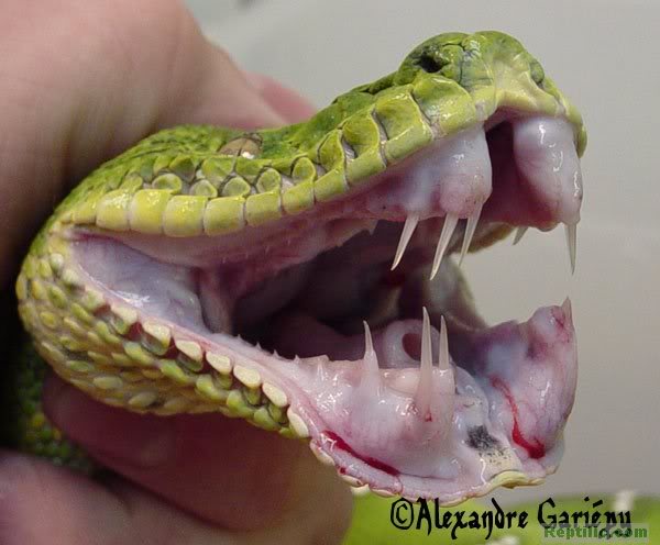 Snakes: Snakes Teeth