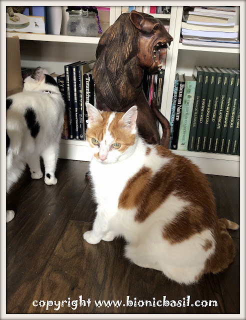 Amber's Book Reviews #294 ©BionicBasil® Smooch, Step Away From The Bookcase
