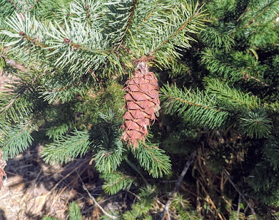 conifer