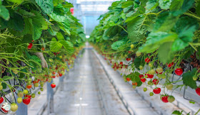 Erdbeeren aus dem Knoblauchsland Gewächshausanbau
