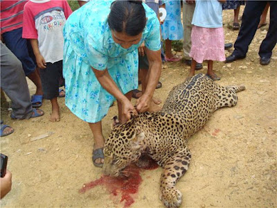 Jaguar on Limbo  Matan A Tiros A Un Jaguar En Chiapas