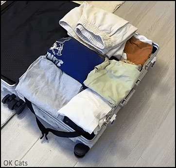Funny Cat GIF • Funny cat in 'his' suitcase: “OK hoomans, I'm ready, where are we going today?” [ok-cats.com]