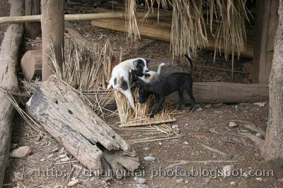 Little dog in Chiang Mai